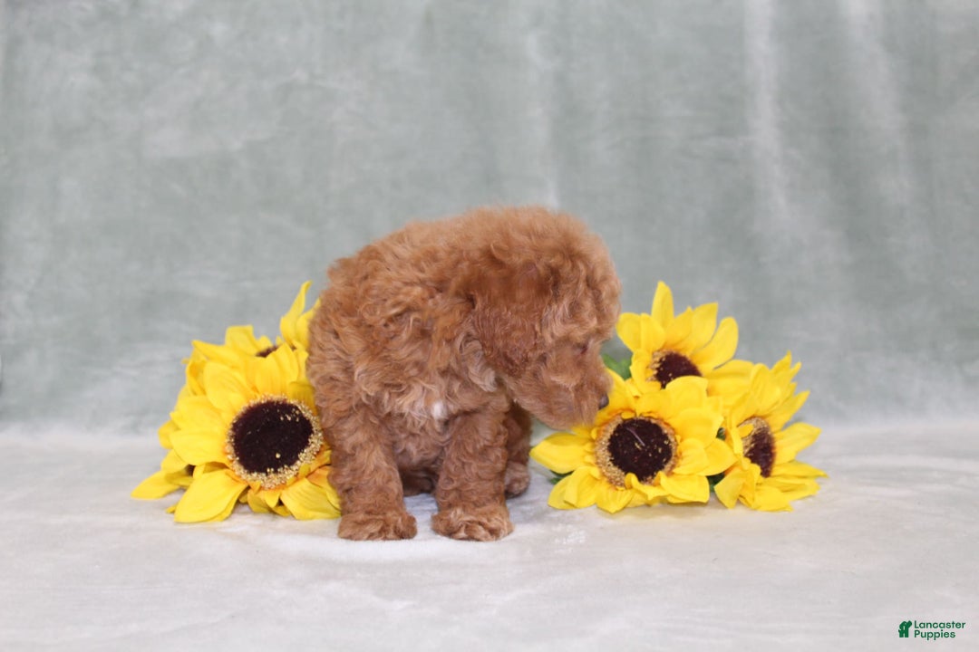 Miniature Poodle dogs for sale: Viking - Image 8