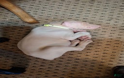 Doberman Pinscher dogs for sale: Spawn - Image 1