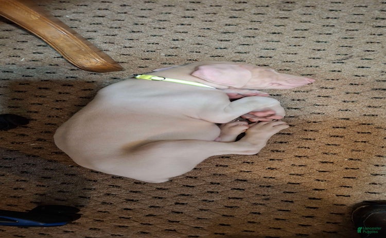 Doberman Pinscher dogs for sale - Ad 5