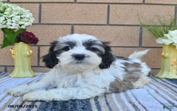 Teddy Bear dogs for sale: Freckles - Image 1