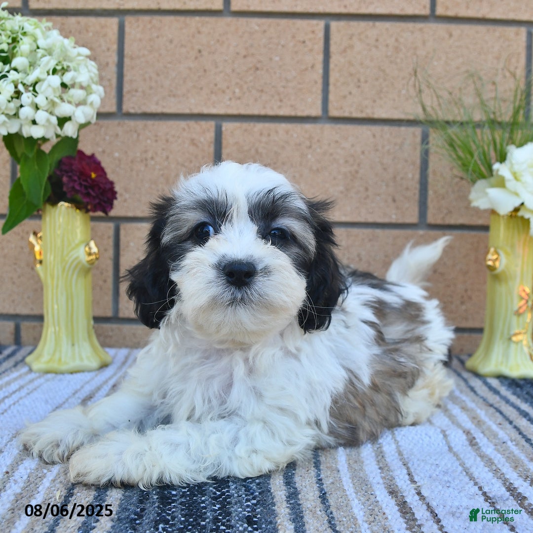 Teddy Bear dogs for sale: Freckles - Image 1
