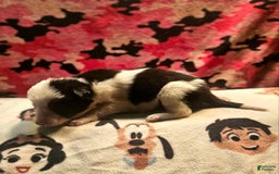 Border Collie dogs for sale: I-dog - Image 1