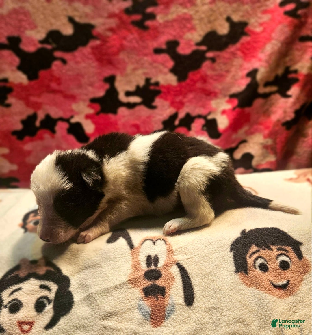 Border Collie dogs for sale: I-dog - Image 1