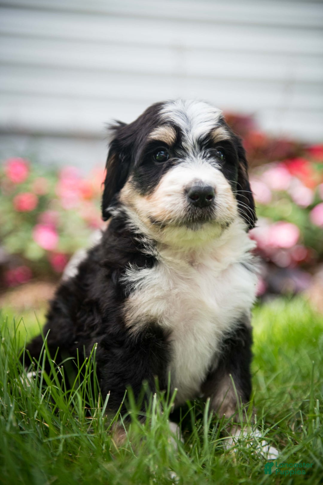Bernedoodle dogs for sale: Rebel - Image 21