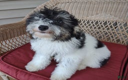 Toy Poodle dogs for sale: Ethan - Image 2