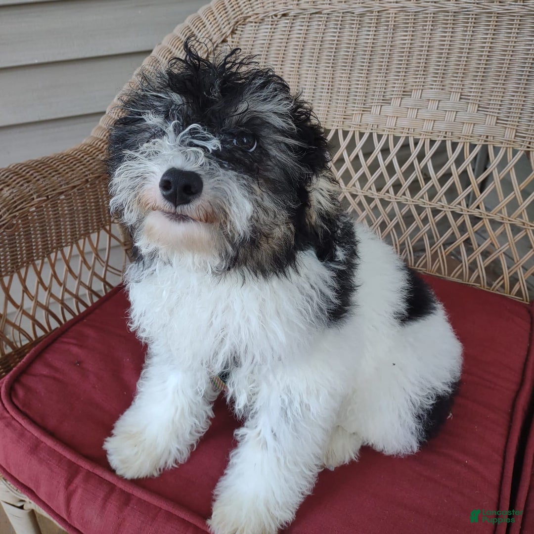 Toy Poodle dogs for sale: Ethan - Image 2