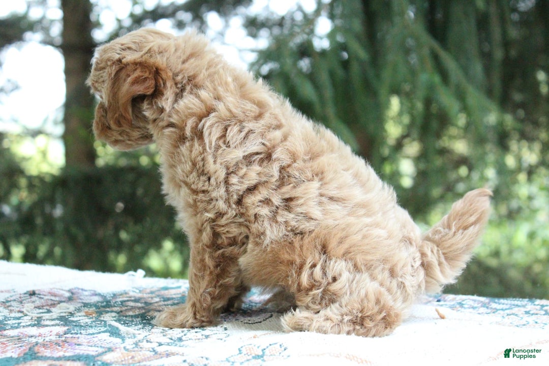 Miniature Poodle dogs for sale: Austin - Image 2