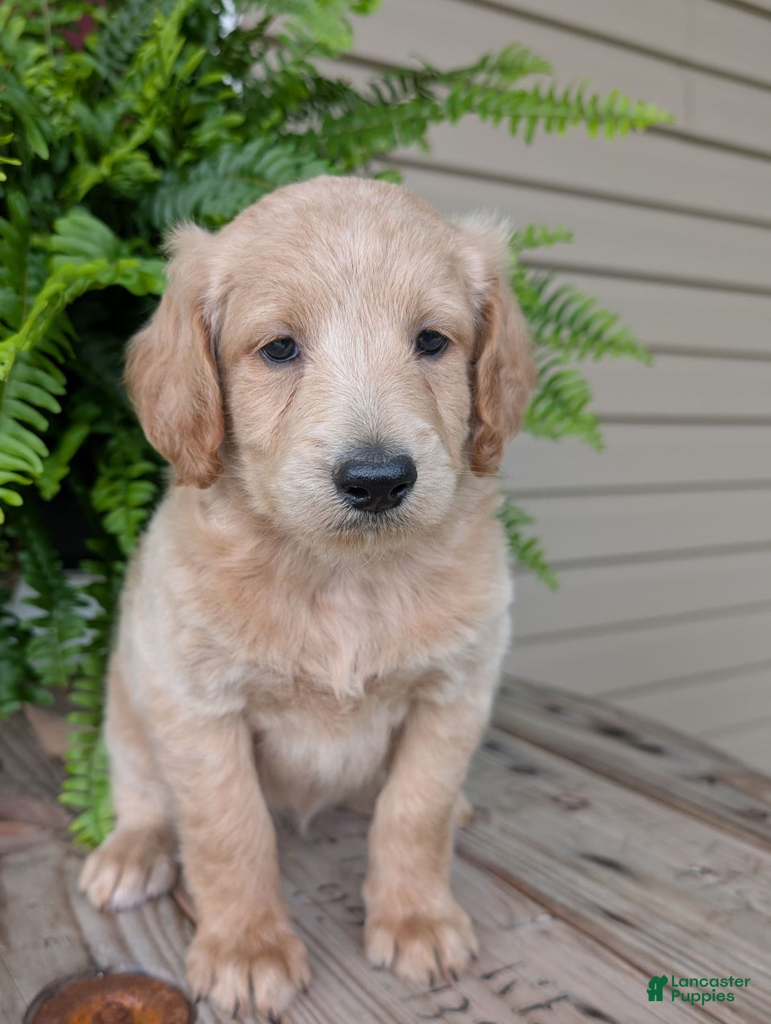 Goldendoodle dogs for sale: Bella - Image 22