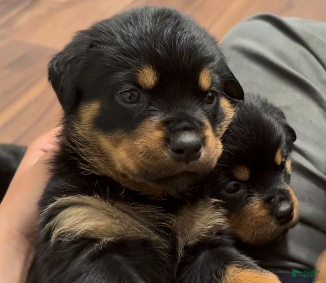 Rottweiler dogs for sale: Big Momma - Image 3
