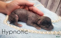 Chinese Crested dogs for sale: Hypnotic - Image 4