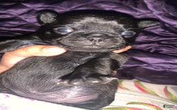 Pug dogs for sale: Mini Cardie - Image 1