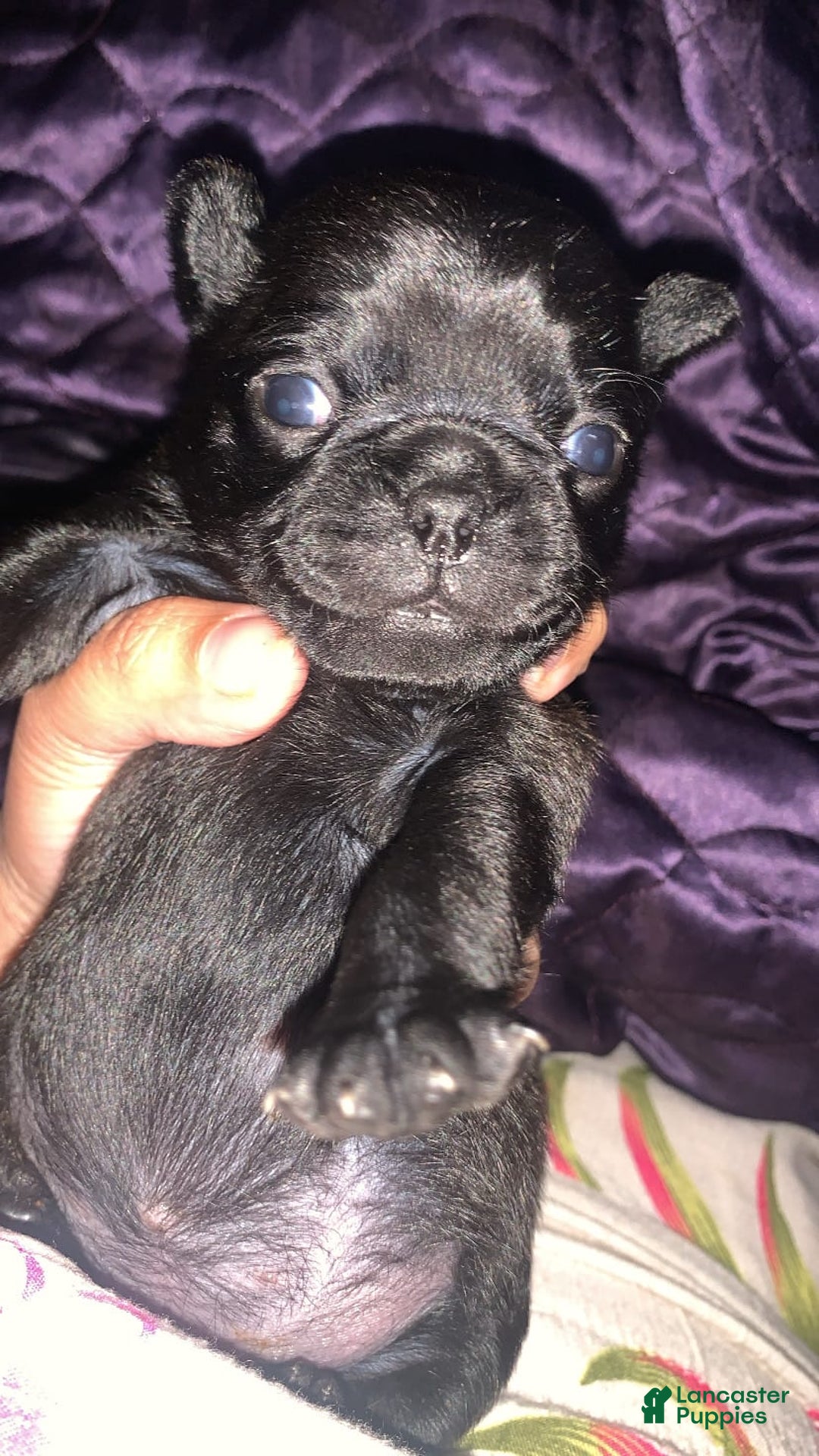 Pug dogs for sale: Mini Cardie - Image 1