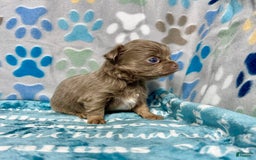 Chihuahua dogs for sale: Tobias Lavender Long Coat - Image 16