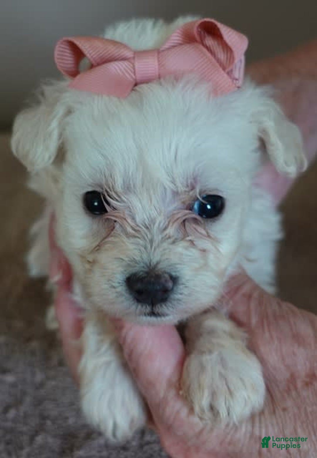 Maltipoo dogs for sale: Amara - Image 7