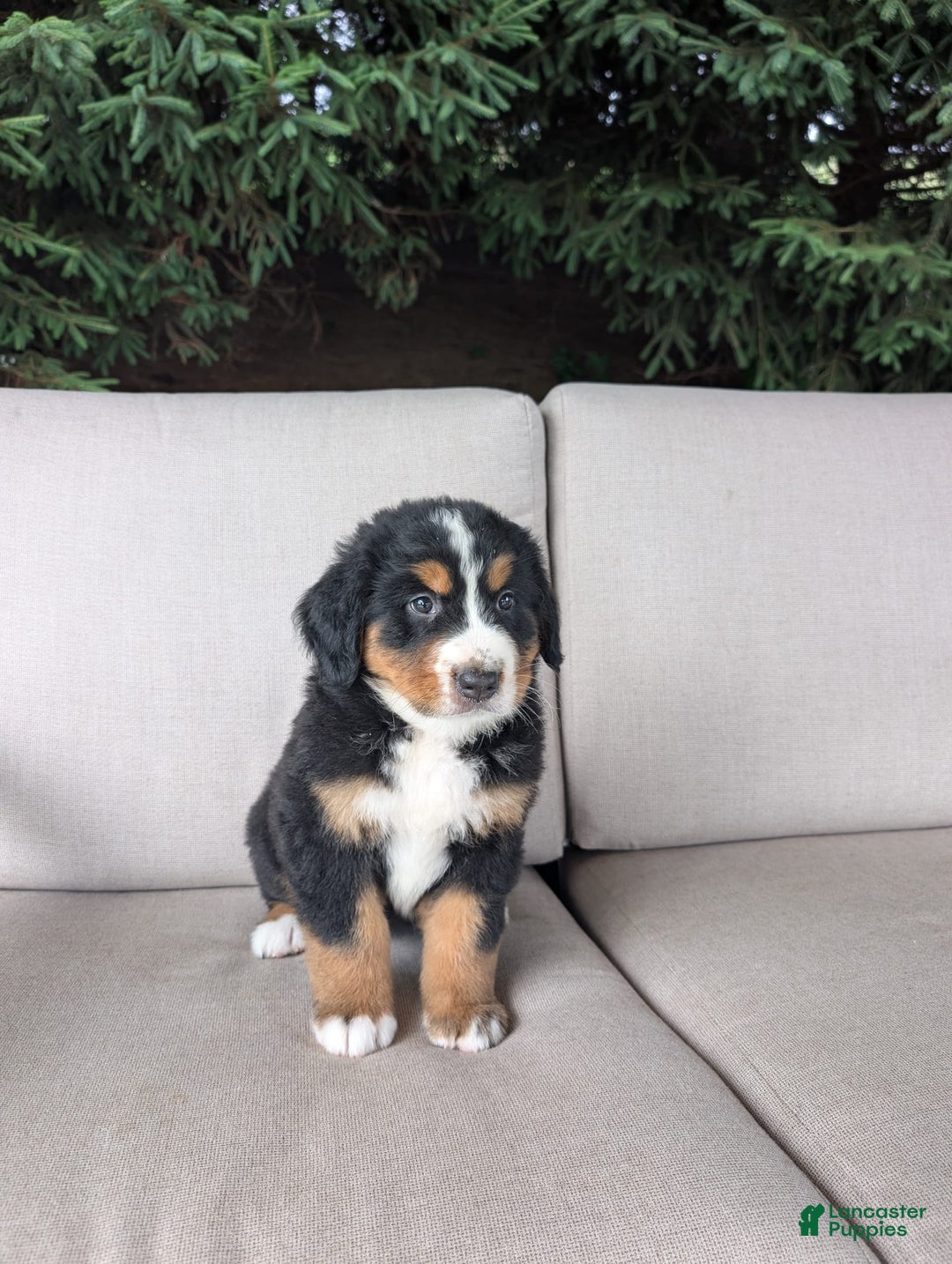 Bernese Mountain Dog dogs for sale: Bella - Image 4