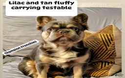French Bulldog dogs for sale: Roja - Image 15
