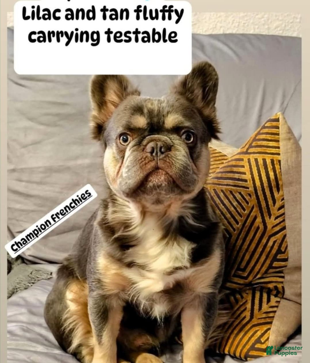 French Bulldog dogs for sale: Roja - Image 15