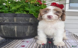 Cavapoo dogs for sale: Macho - Image 1
