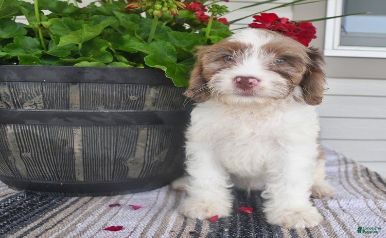 Cavapoo dogs for sale - Ad 1