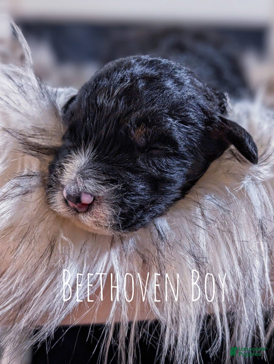 Mini Bernedoodle dogs for sale: Beethoven - Image 4