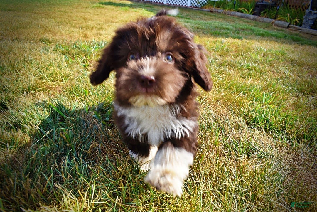 Havapoo dogs for sale: Hammie - Image 6