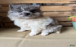 Pomeranian dogs for sale: Aaron - Image 12