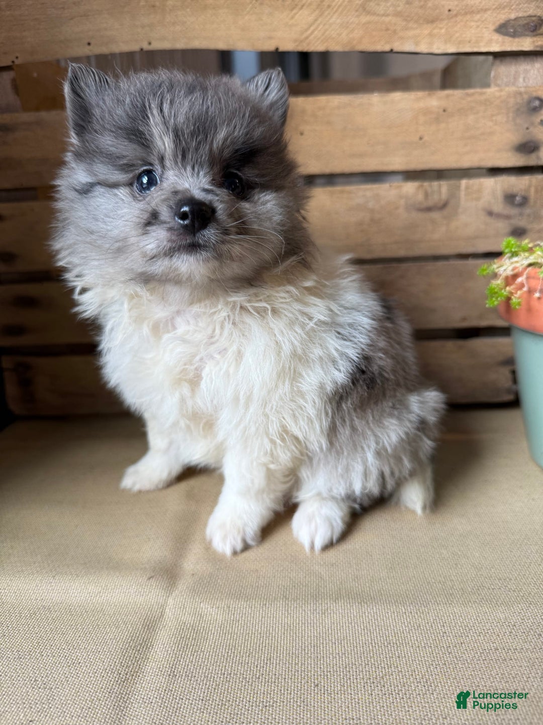 Pomeranian dogs for sale: Aaron - Image 12