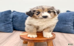 Australian Shepherd dogs for sale: Dusty - Image 4