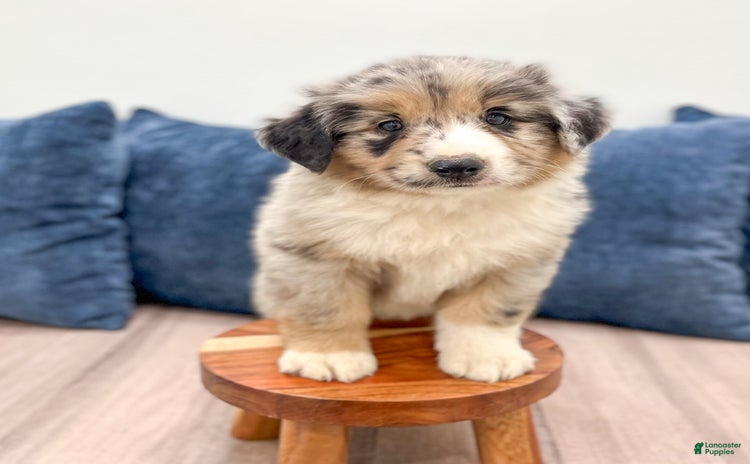 Australian Shepherd dogs for sale - Ad 4