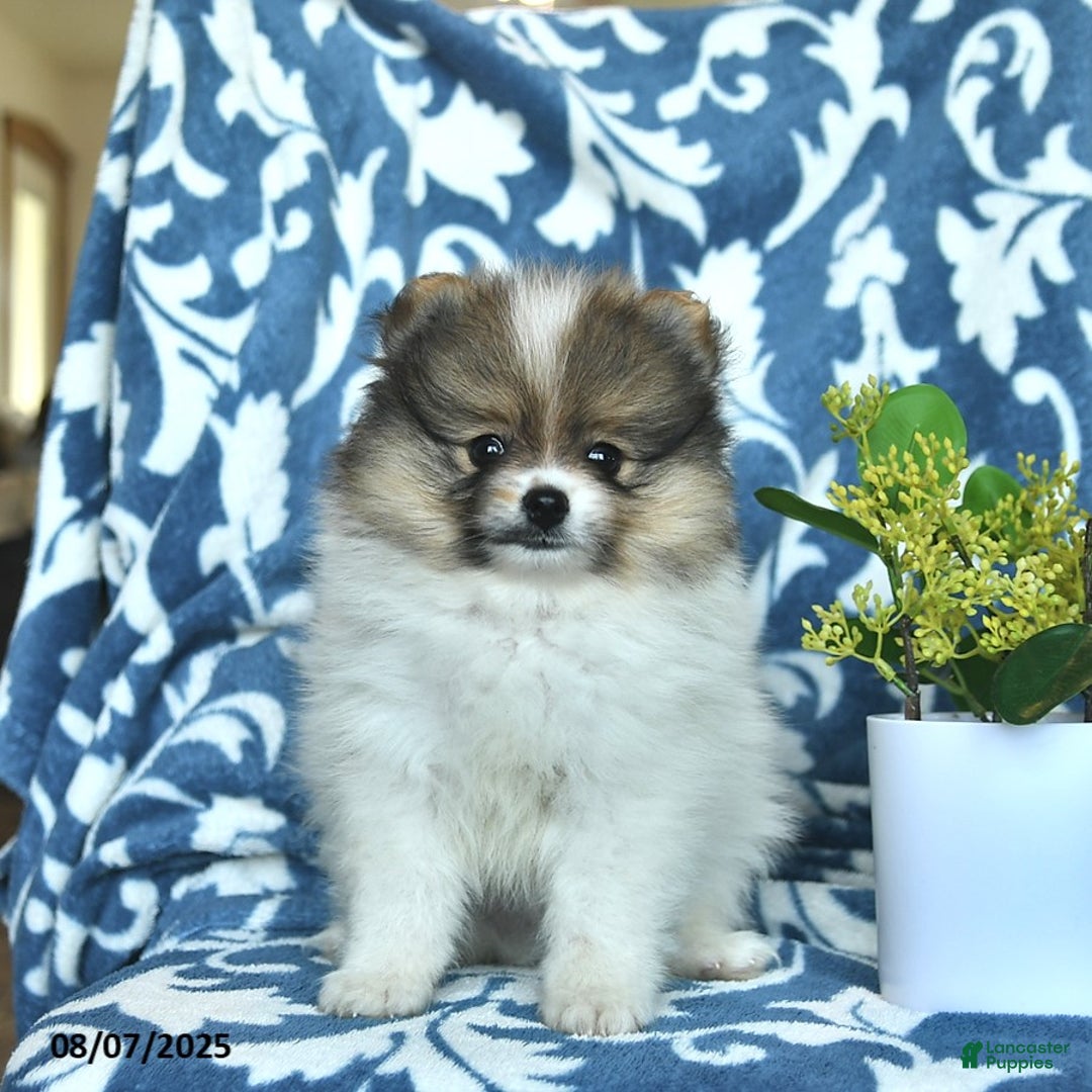 Pomeranian dogs for sale: Masosn - Image 1
