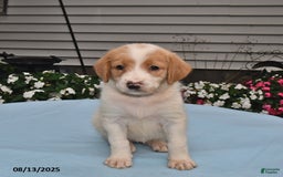 Goldador dogs for sale: Ava - Image 2