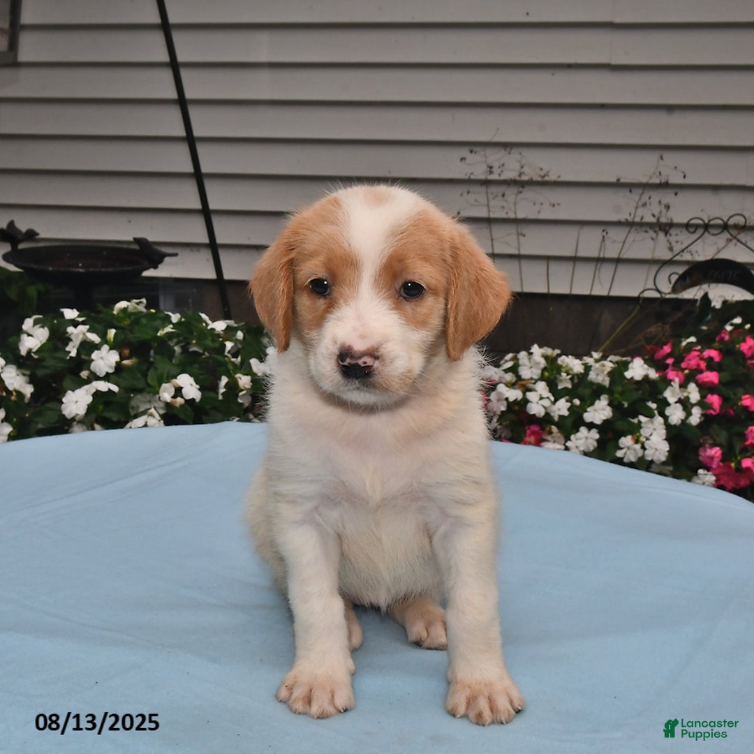 Goldador dogs for sale: Ava - Image 2