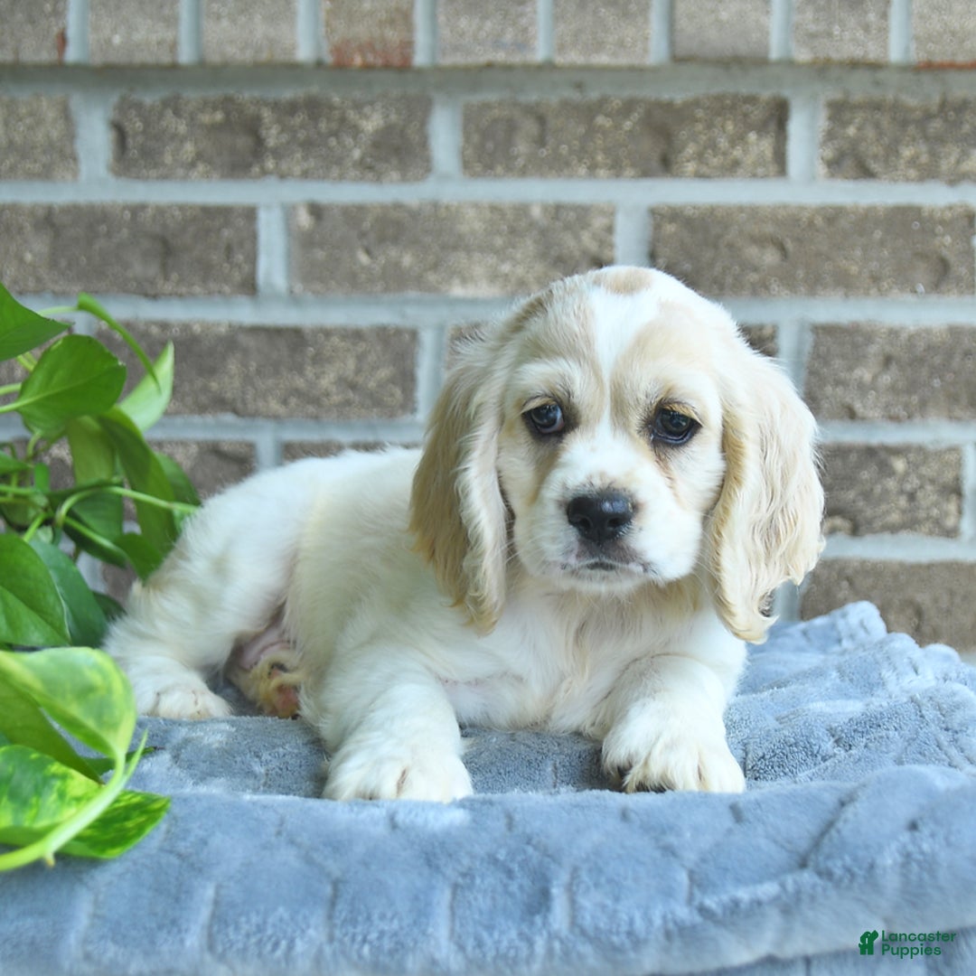 Cocker Spaniel dogs for sale: Jimmy - Image 1
