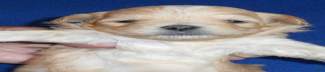 Yogi