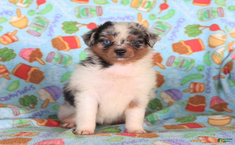  dogs for sale - Ad 1