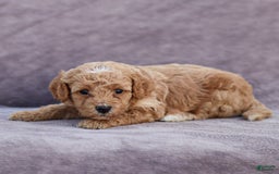 Goldendoodle dogs for sale: Olivia - Image 3