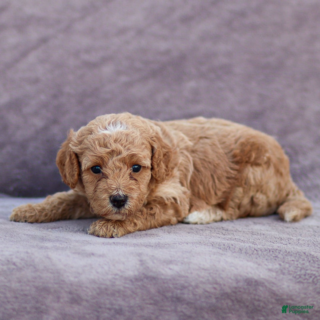 Goldendoodle dogs for sale: Olivia - Image 3