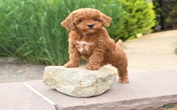Toy Poodle dogs for sale: Lilac - Image 2