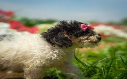 Toy Poodle dogs for sale: Toy Poodle 4 puppies - Image 30