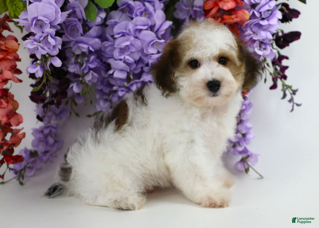Yorkiepoo dogs for sale: Leo - Image 11