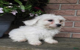 Bichon Frise dogs for sale: Addie - Image 5