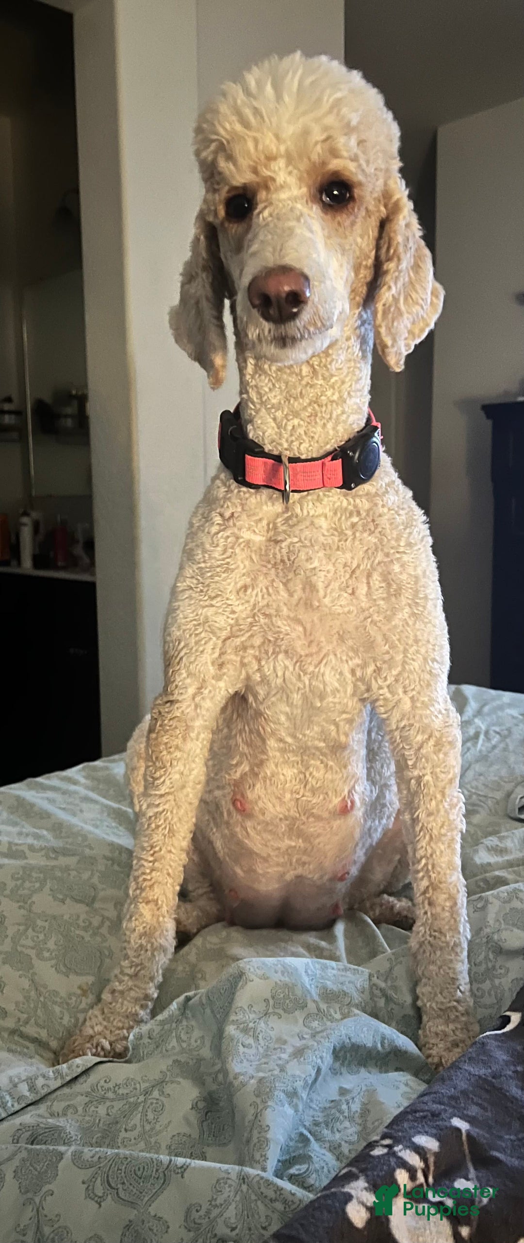 Standard Poodle dogs for sale: Pink Collar - Image 6