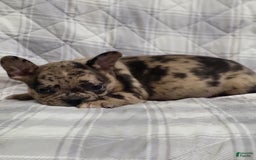 Frenchton dogs for sale: Addy - Image 1