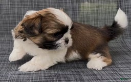Shih Tzu dogs for sale: Biscuit - Image 2