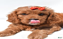 Mini Goldendoodle dogs for sale: Rambo - Image 6