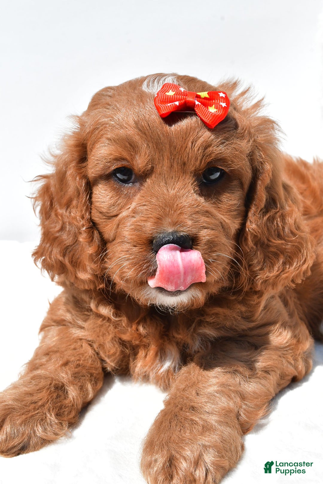 Mini Goldendoodle dogs for sale: Rambo - Image 6