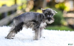 Miniature Schnauzer dogs for sale: Bella - Image 10