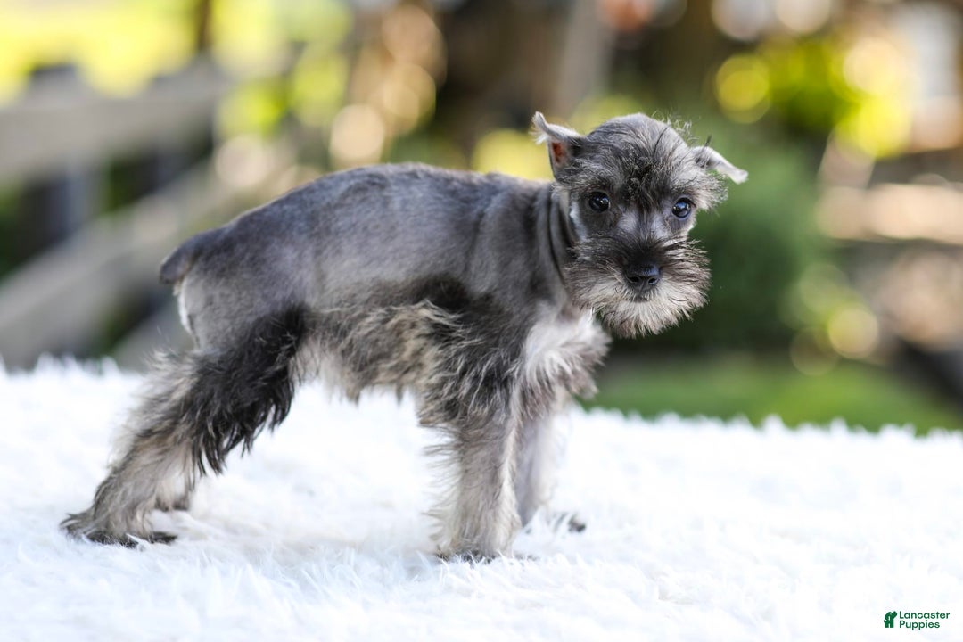 Miniature Schnauzer dogs for sale: Bella - Image 10