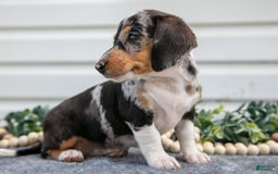 Miniature Dachshund dogs for sale: Miniature Dachshund 4 puppies - Image 8