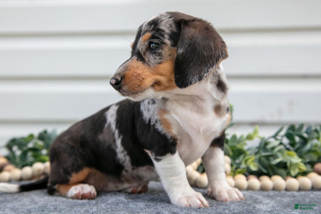 Miniature Dachshund dogs for sale: Miniature Dachshund 4 puppies - Image 8